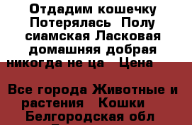 Отдадим кошечку.Потерялась. Полу сиамская.Ласковая,домашняя,добрая,никогда не ца › Цена ­ 1 - Все города Животные и растения » Кошки   . Белгородская обл.,Белгород г.